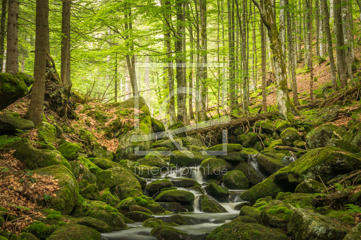 Bild-Nr.: 11995171 Nationalpark Bayerischer Wald erstellt von luxpediation