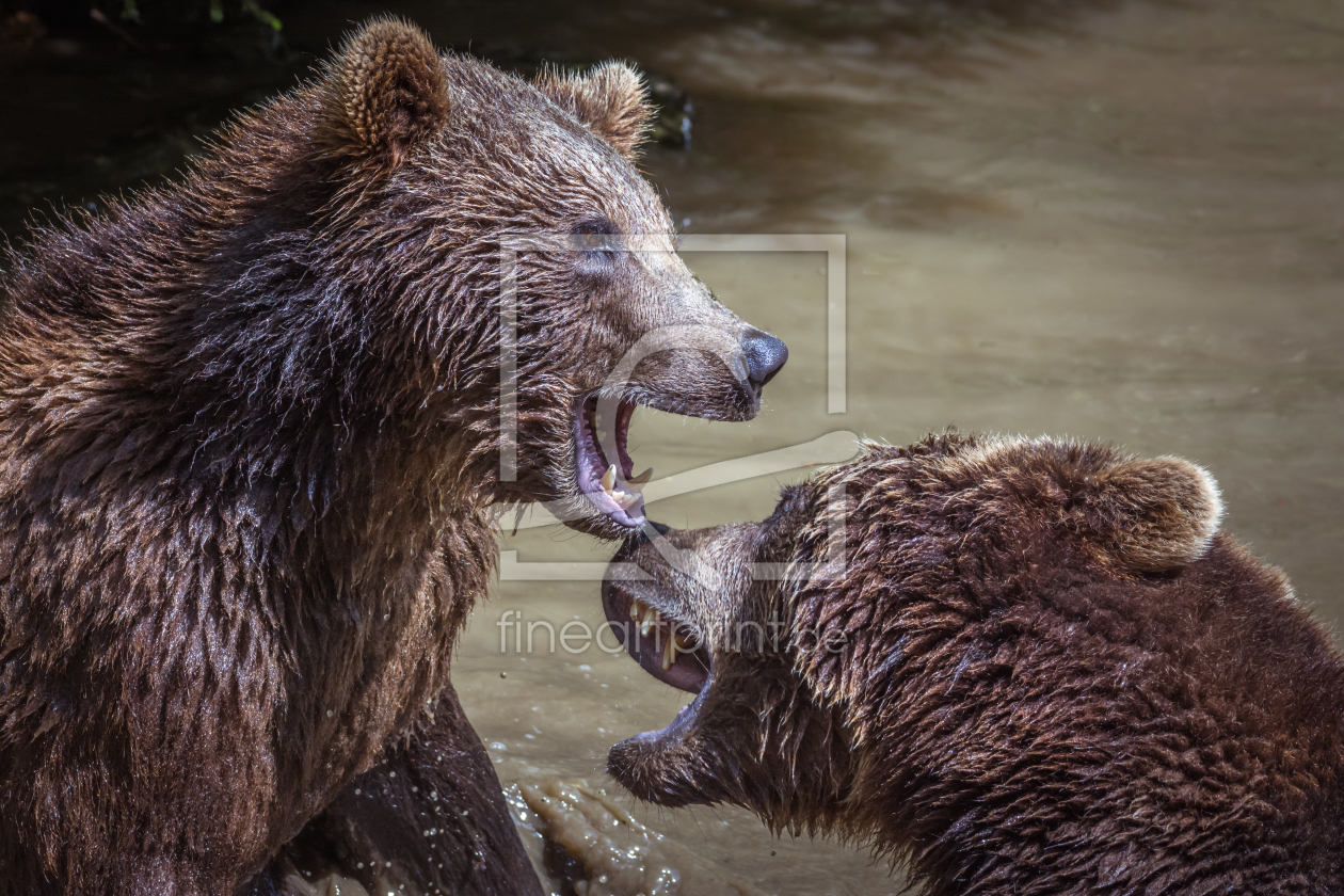 Bild-Nr.: 11995506 Grizzly Tier Kampf erstellt von luxpediation