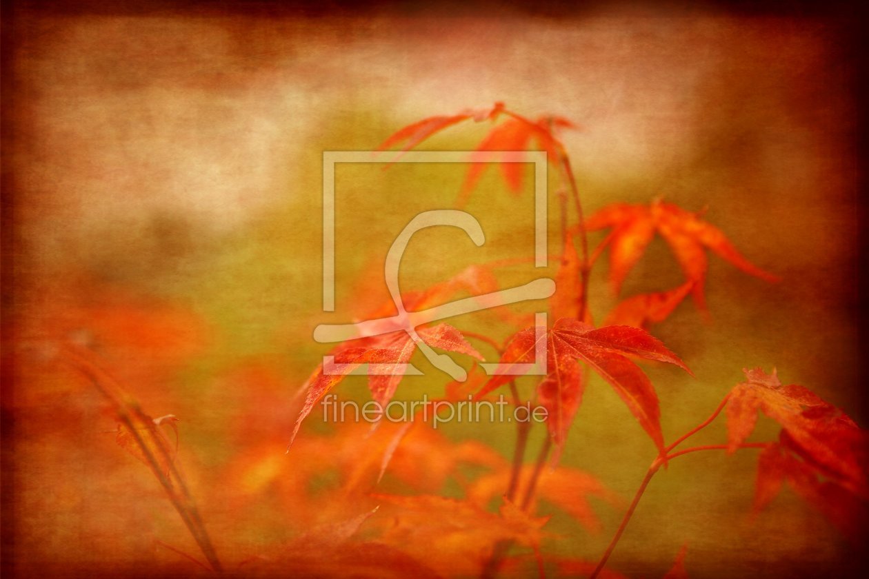Bild-Nr.: 12007892 Goldener Herbst erstellt von Heike  Hultsch