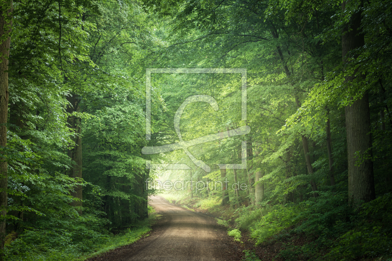 Bild-Nr.: 12008112 Morgenstimmung im grünen Wald erstellt von luxpediation