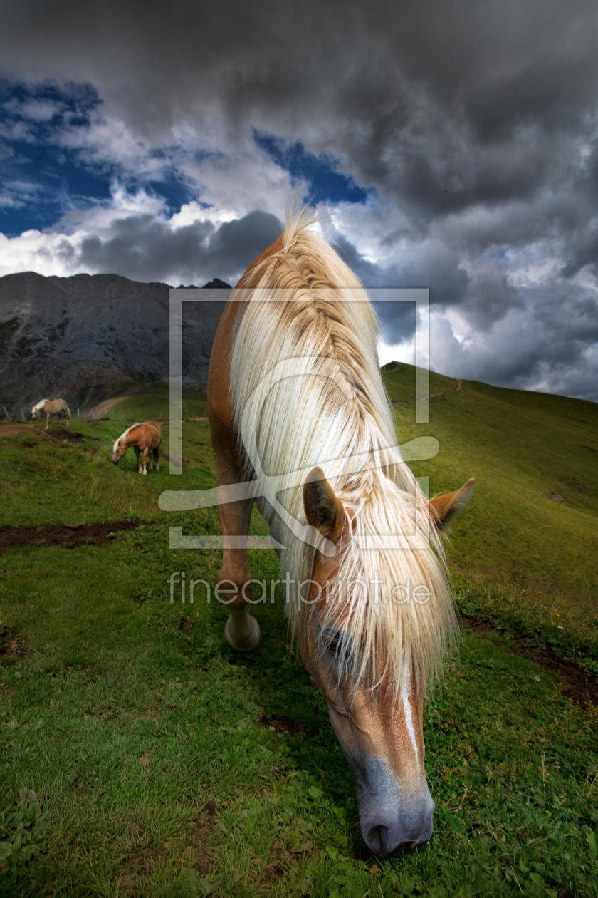 Bild-Nr.: 12008806 Pferde in den Bergen erstellt von MartinaW