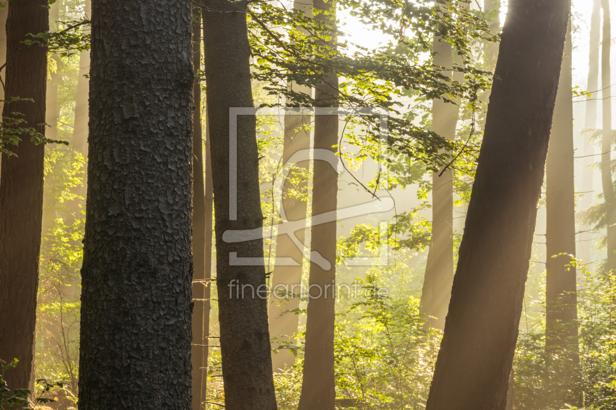 Bild-Nr.: 12009410 Sonnenstrahlen im Wald erstellt von luxpediation