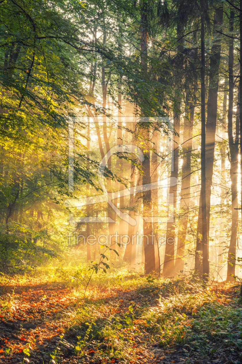 Bild-Nr.: 12019928 Sonnenstrahlen im Wald erstellt von luxpediation
