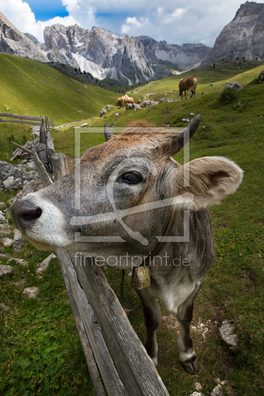 Bild-Nr.: 12022299 Kuh auf der Alm vor Bergkulisse erstellt von MartinaW