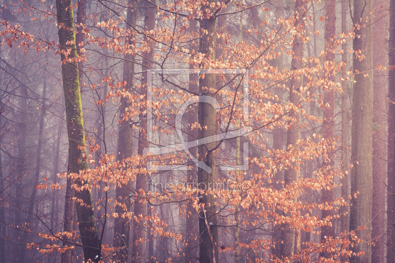 Bild-Nr.: 12043130 Herbstlaub im Wald - autumn leaves erstellt von luxpediation