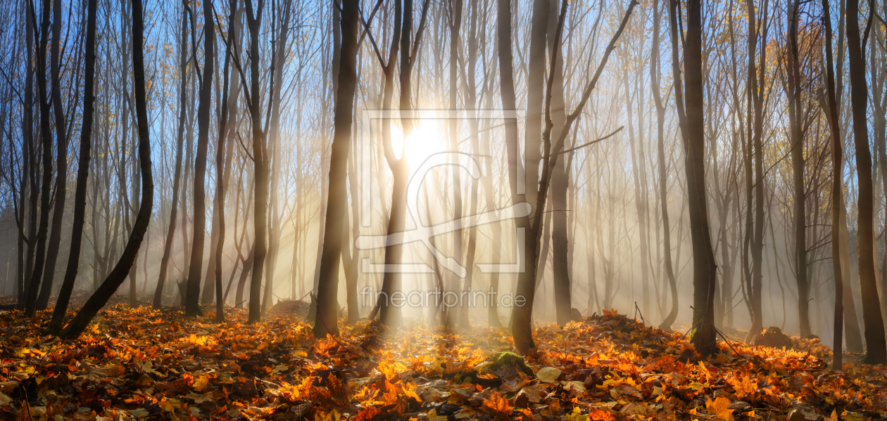 Bild-Nr.: 12051289 Lichtdurchfluteter Wald im Herbst oder Winter erstellt von Smileus