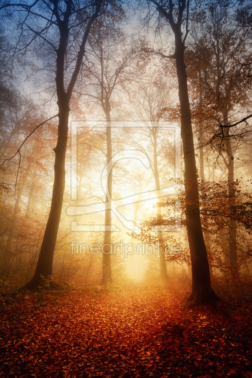 Bild-Nr.: 12052409 Faszinierendes Licht bei Nebel im Wald erstellt von Smileus