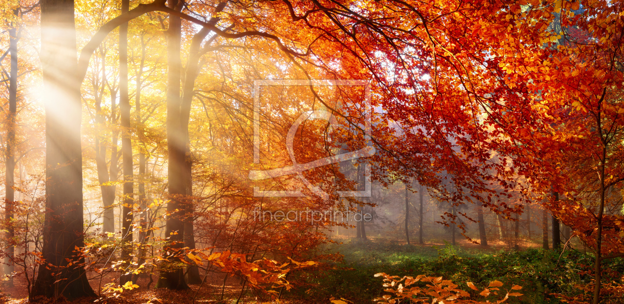 Bild-Nr.: 12052905 Herbst im Wald mit Lichtstrahlen im Nebel erstellt von Smileus