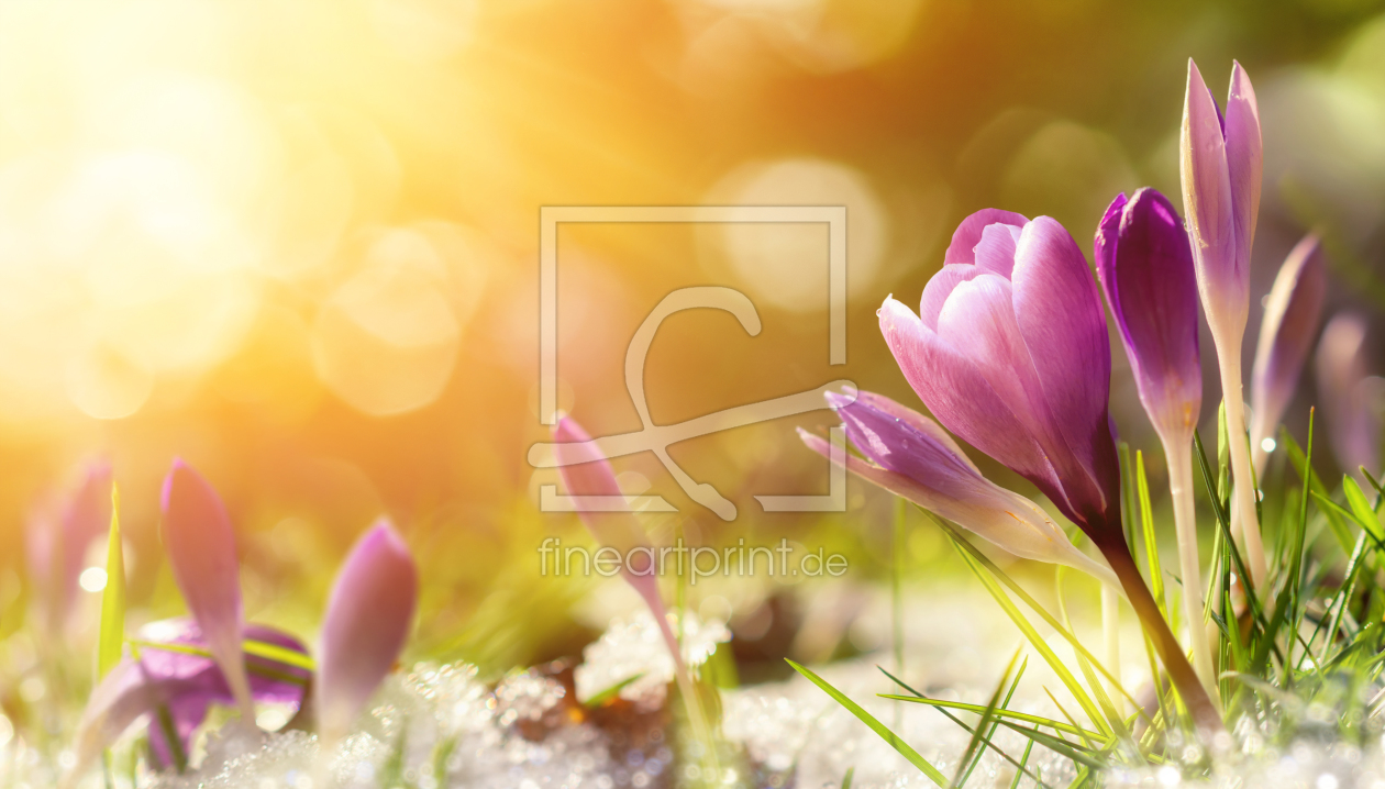 Bild-Nr.: 12053088 Krokus Blümchen im Schnee begrüßen die warme Sonne erstellt von Smileus