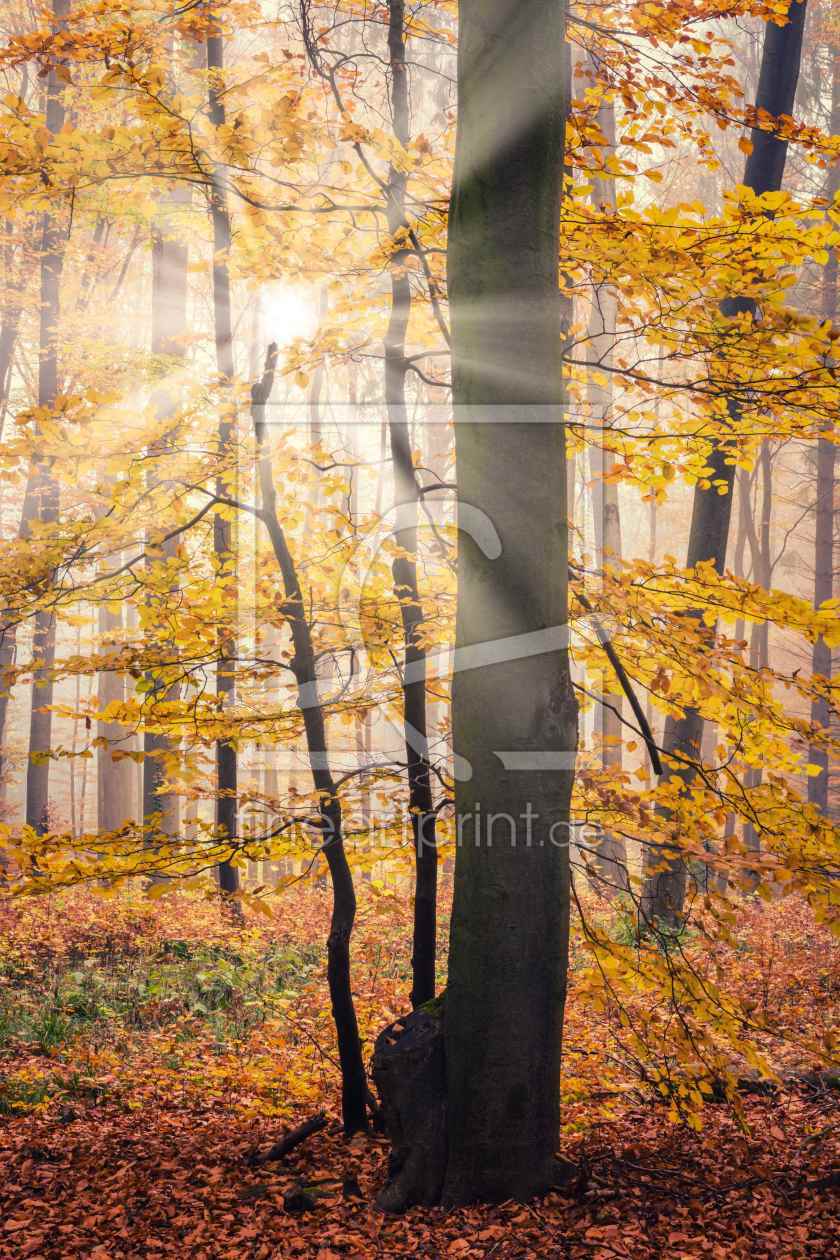 Bild-Nr.: 12053109 Herbst Sonne im Wald erstellt von luxpediation