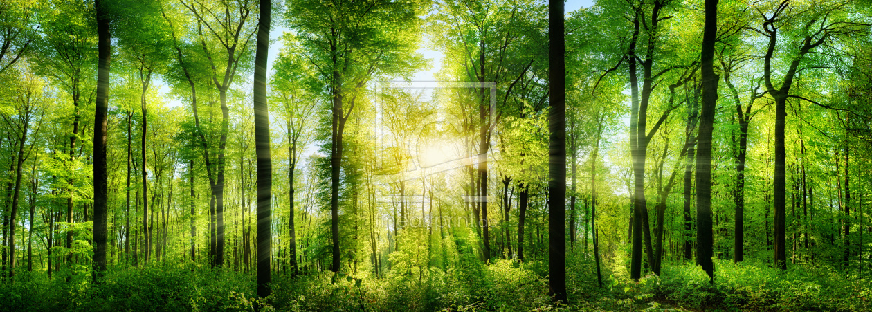 Bild-Nr.: 12053346 Wald Panorama mit Sonnenstrahlen erstellt von Smileus