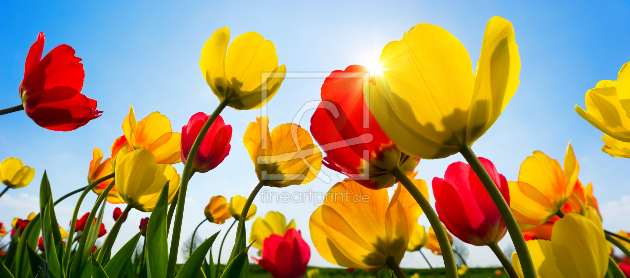 Bild-Nr.: 12055697 Beautiful tulips in vibrant red and yellow erstellt von Smileus