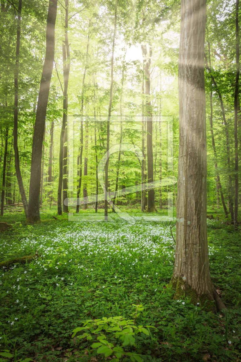 Bild-Nr.: 12056256 Sonnenschein im Frühling Wald erstellt von luxpediation