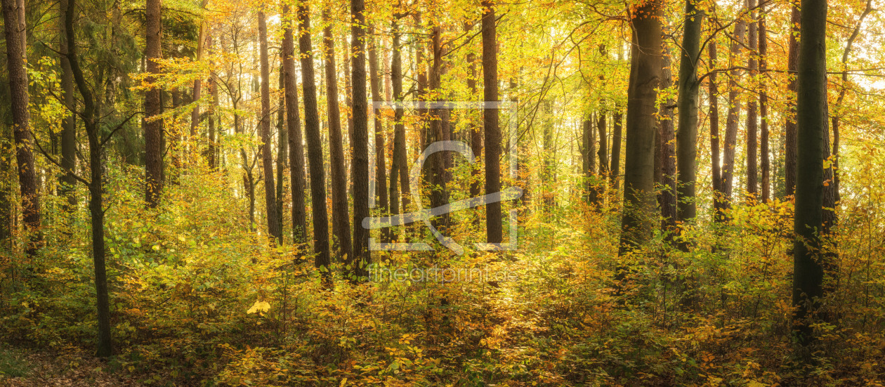 Bild-Nr.: 12059733 Wald im Sonnenschein - Woodland Pano erstellt von luxpediation