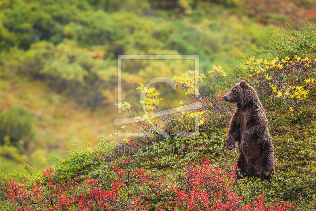 Bild-Nr.: 12060764 Grizzly-Bär erstellt von Stefan Imig