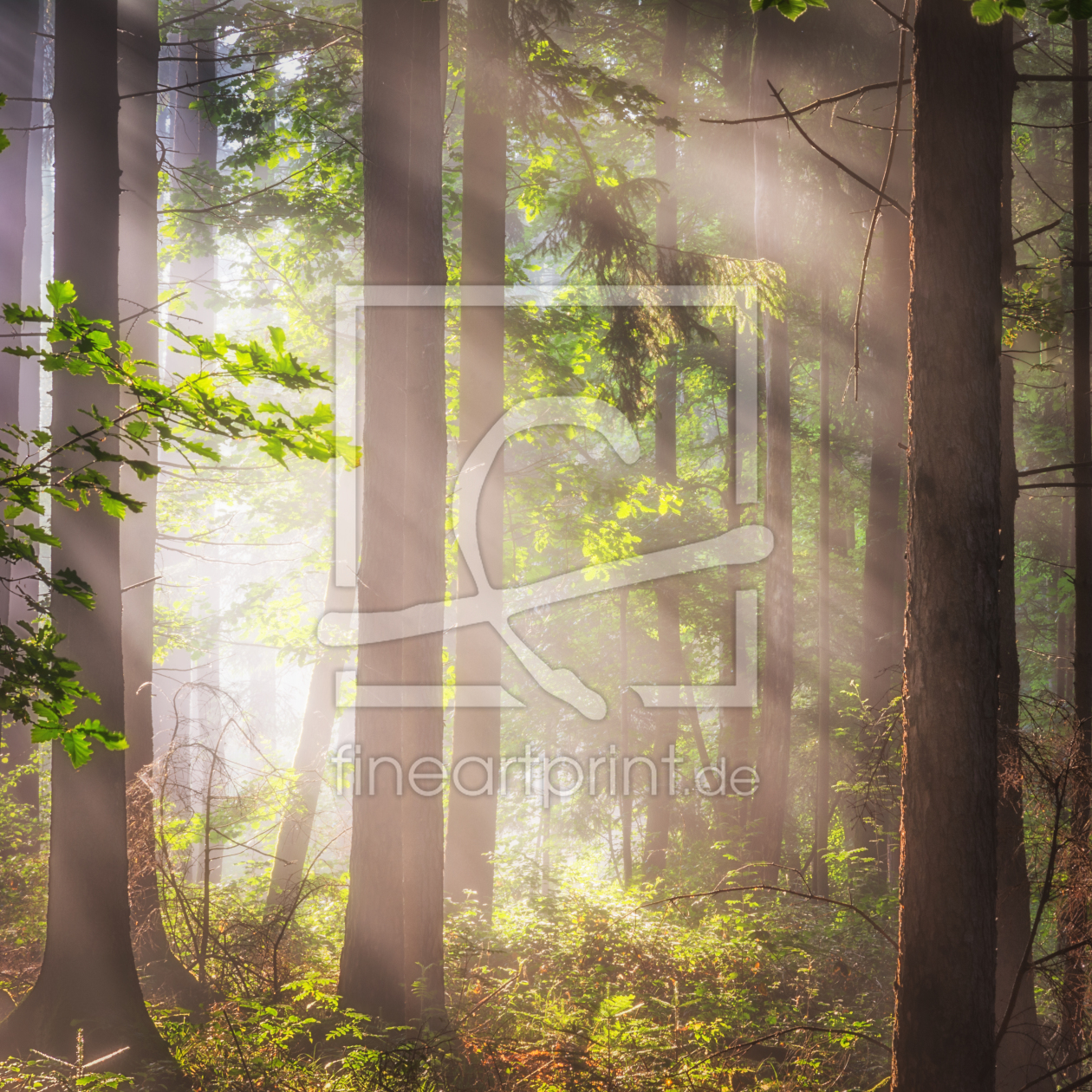 Bild-Nr.: 12061111 Sonnenstrahlen im Wald erstellt von luxpediation