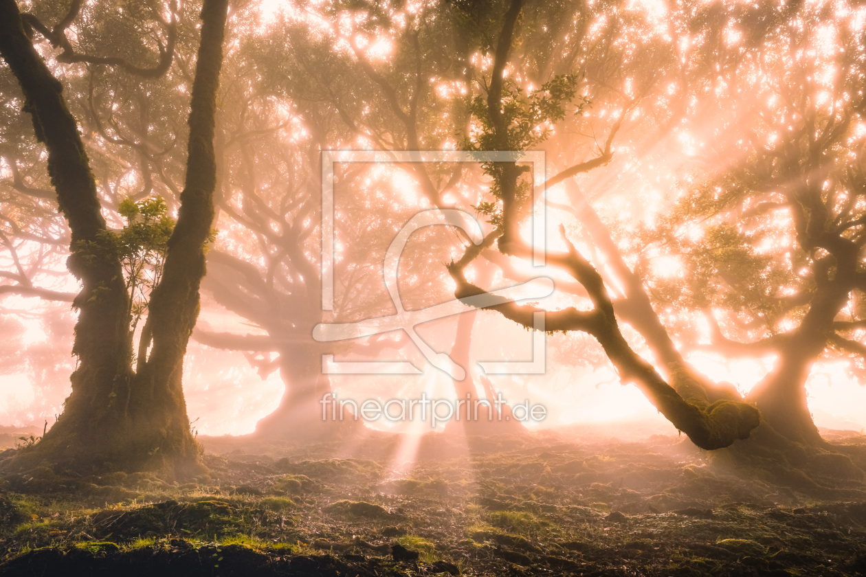 Bild-Nr.: 12061916 Magic Forest I erstellt von Stefan Imig
