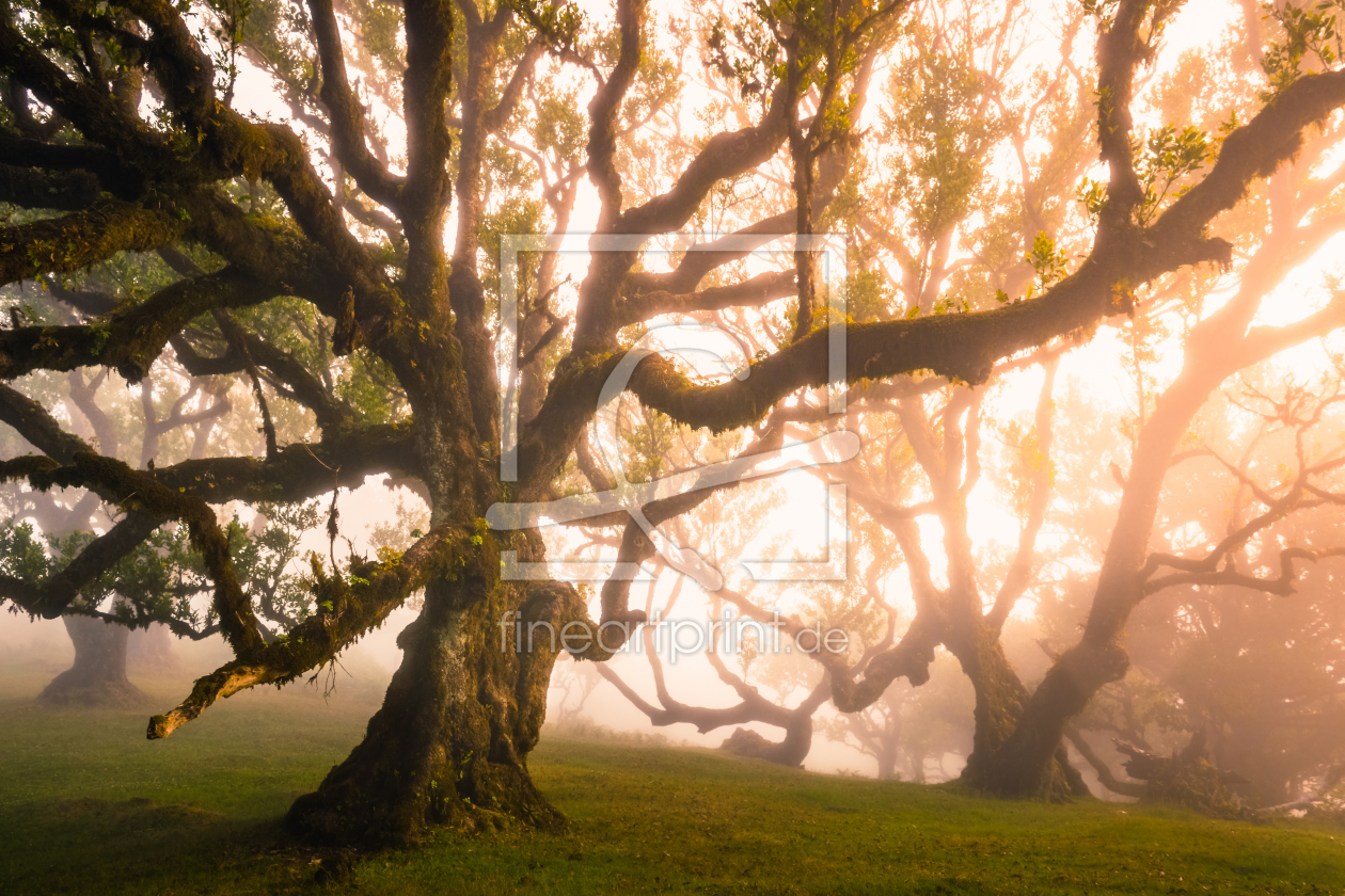 Bild-Nr.: 12061919 Magic Forest IV erstellt von Stefan Imig