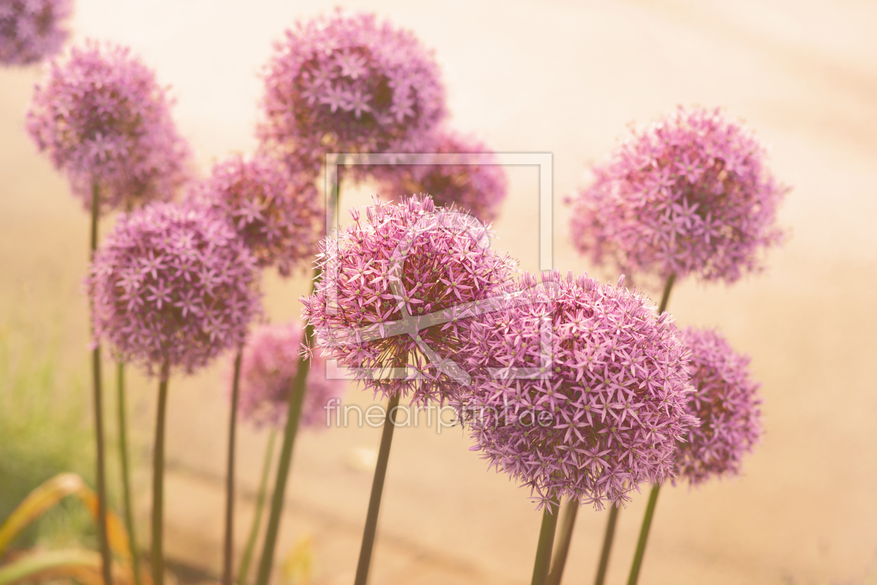 Bild-Nr.: 12071372 Blumen des Sommers erstellt von Tanja Riedel