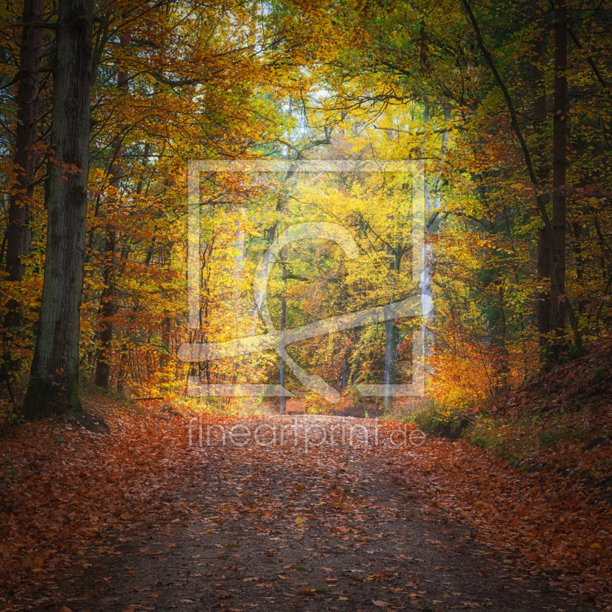 Bild-Nr.: 12102324 Weg im Herbstwald erstellt von luxpediation