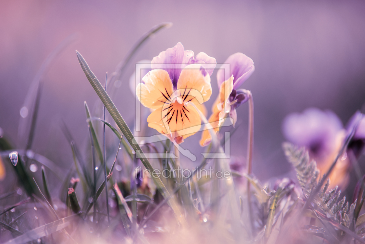 Bild-Nr.: 12107415 Blüten des Stiefmütterchen im Garten erstellt von Tanja Riedel
