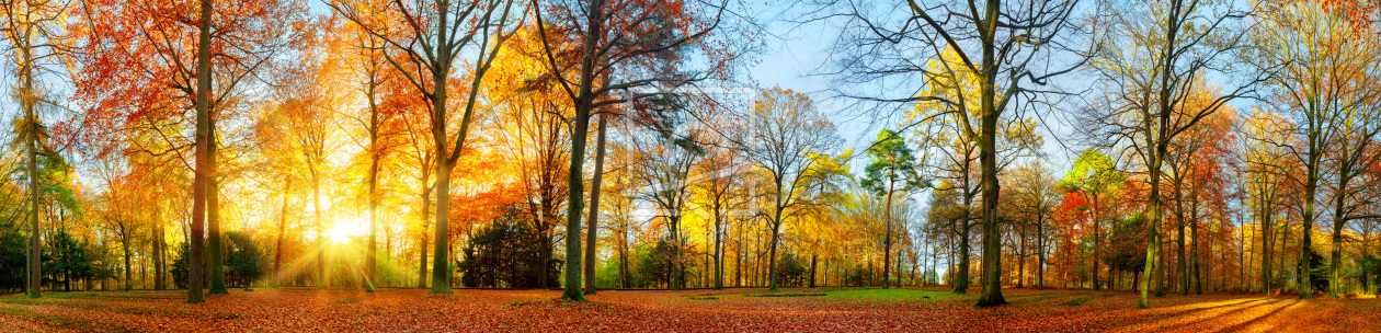 Bild-Nr.: 12113931 Bunte Herbstszene im Park erstellt von Smileus