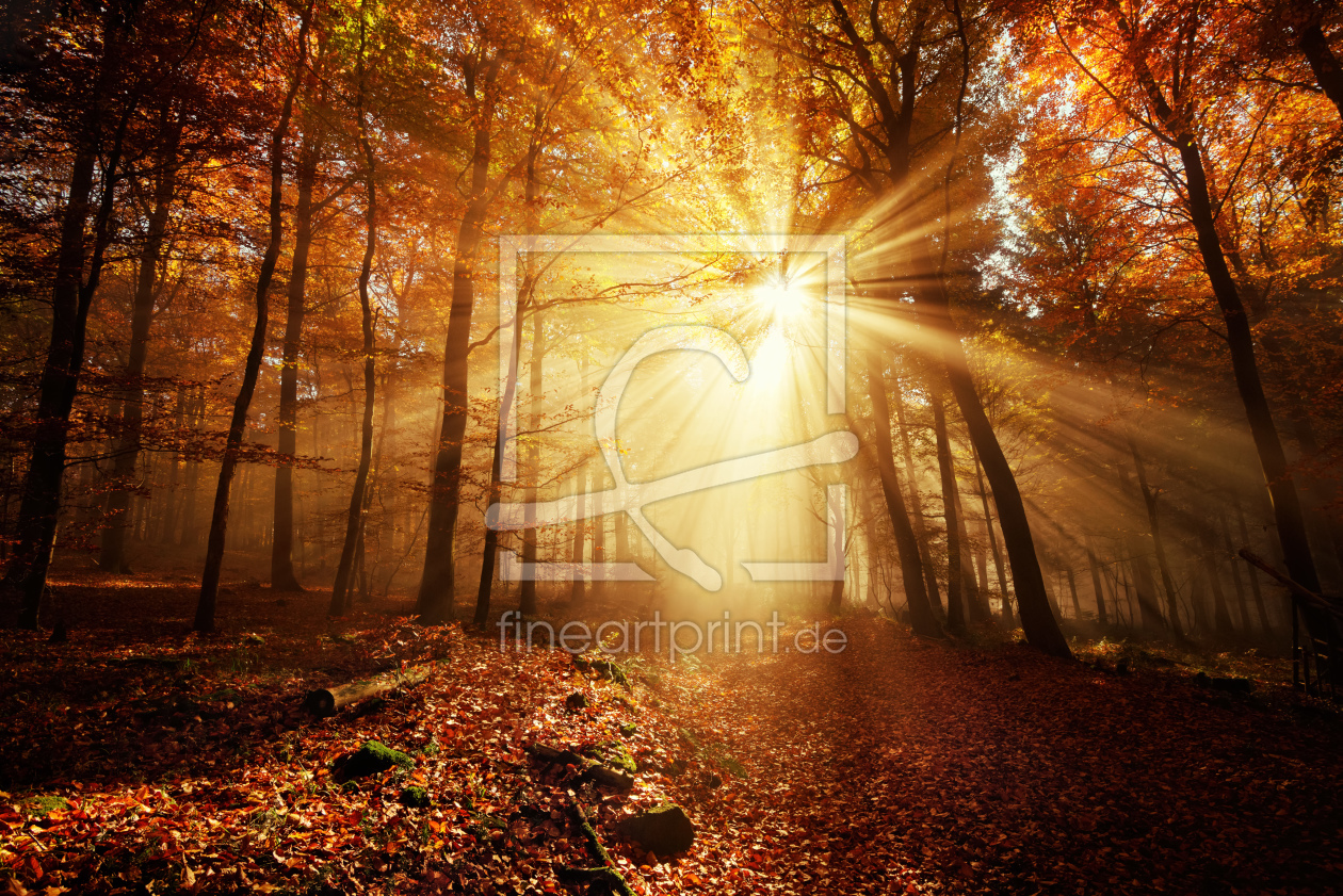 Bild-Nr.: 12113936 Dramatischer Herbstwald im goldenem Licht erstellt von Smileus