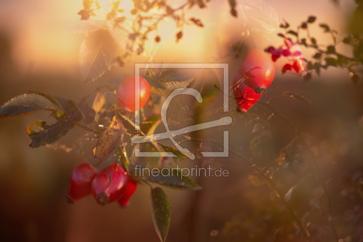 Bild-Nr.: 12114119 Hagebutte in der Herbstsonne erstellt von Tanja Riedel