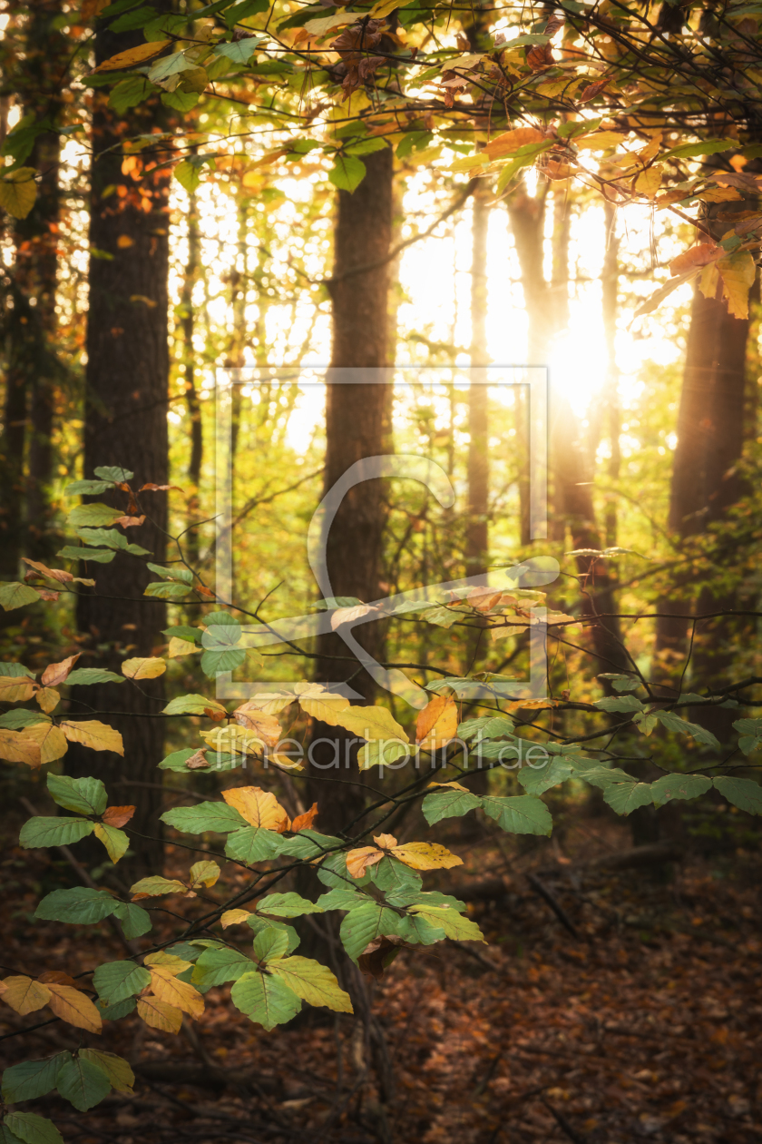Bild-Nr.: 12115209 Abendsonne im Herbstwald erstellt von luxpediation