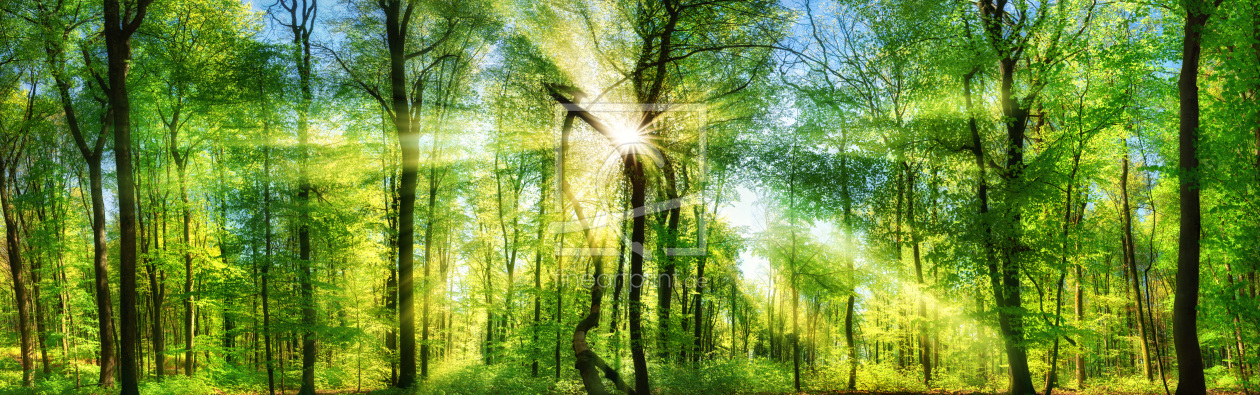 Bild-Nr.: 12115715 Frischer grüner Wald erstellt von Smileus