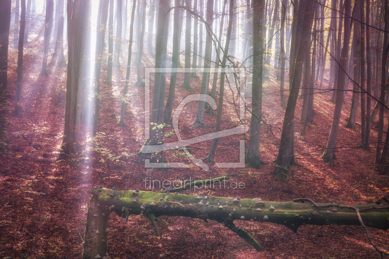 Bild-Nr.: 12117348 Sonnenstrahlen im Herbstwald erstellt von luxpediation