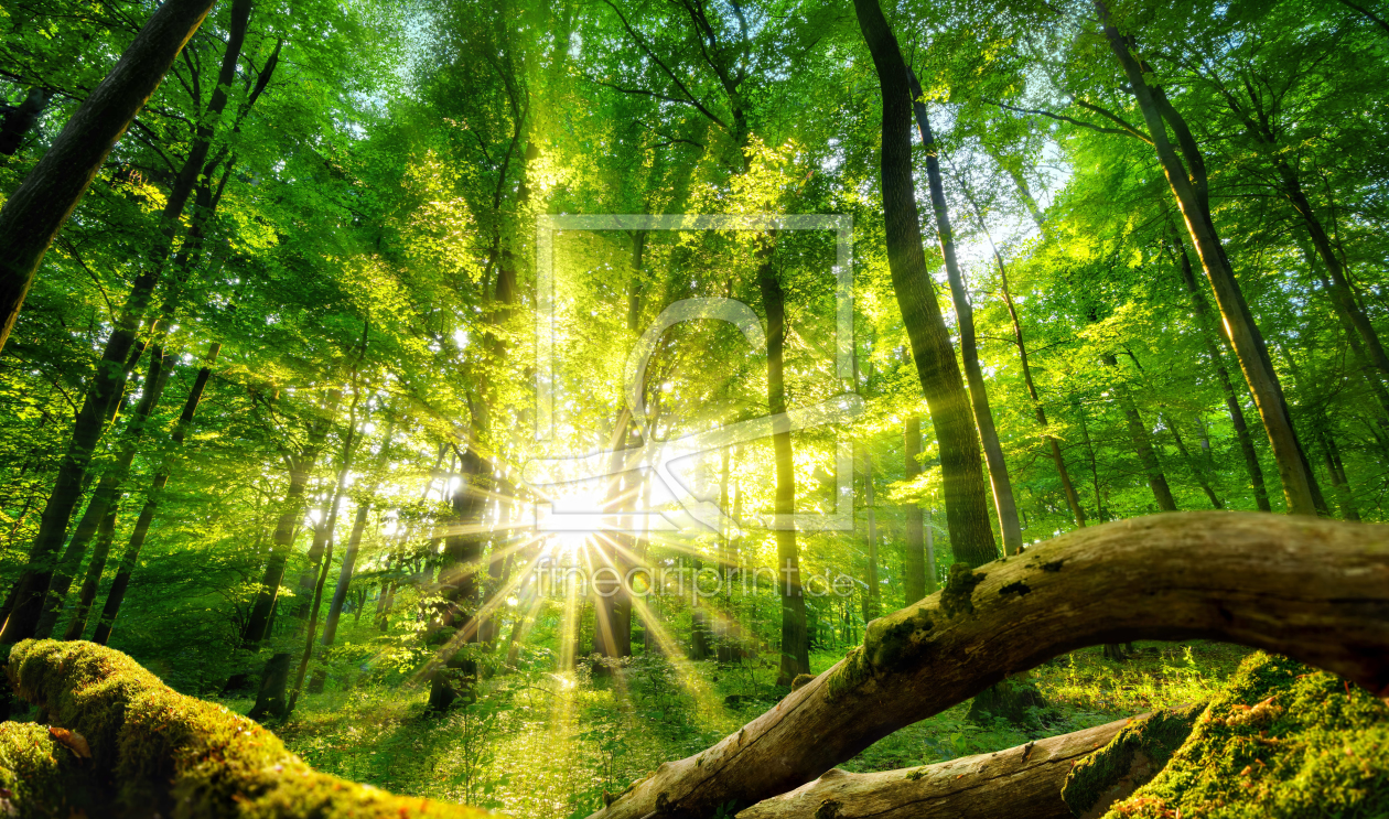 Bild-Nr.: 12117760 Die Sonne verzaubert den grünen Wald erstellt von Smileus
