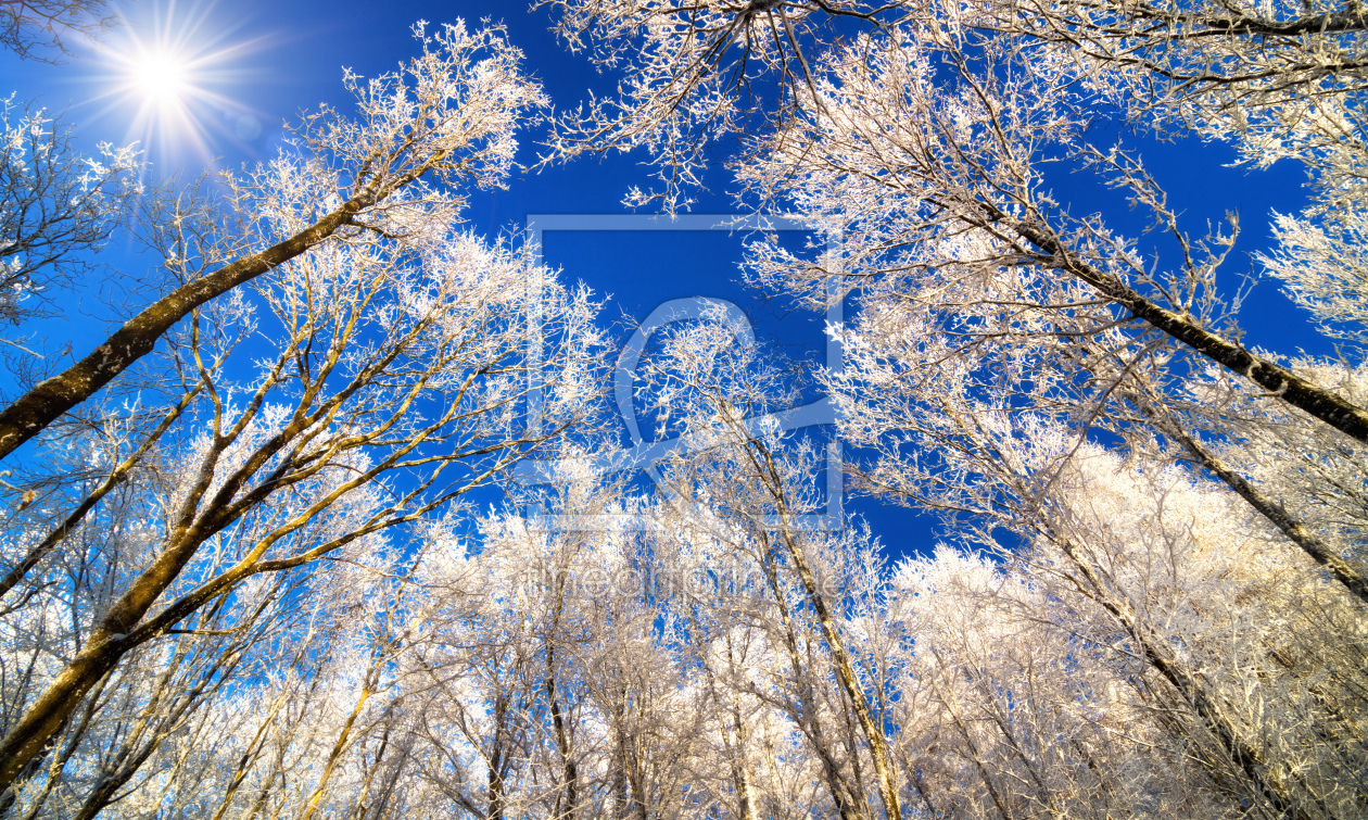 Bild-Nr.: 12117768 Winter Zauberwald mit verschneiten Baumkronen erstellt von Smileus