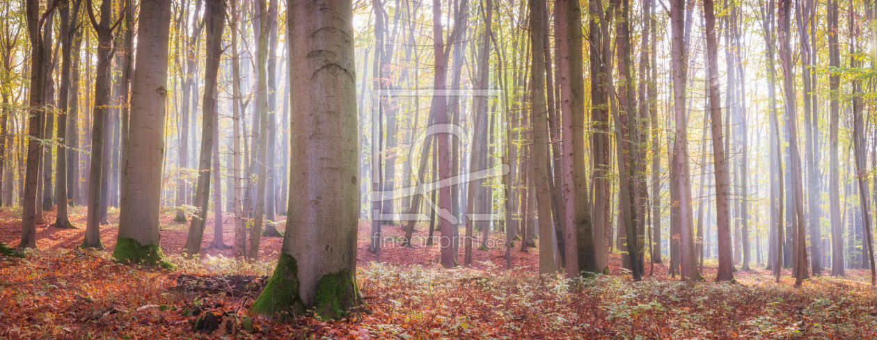 Bild-Nr.: 12117773 Lichter Wald im Herbst erstellt von luxpediation
