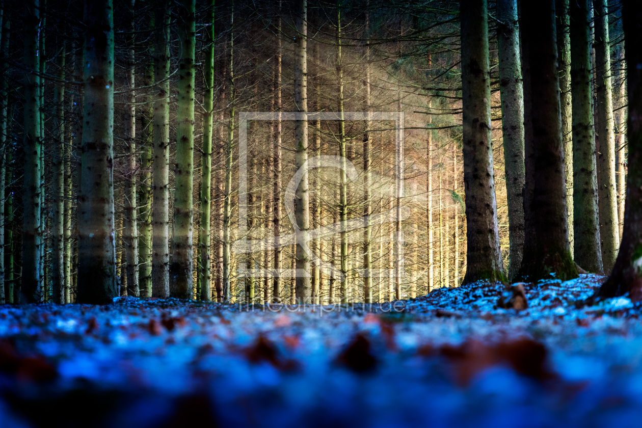 Bild-Nr.: 12118239 Sonnenstrahlen im Wald erstellt von Wolfgang Zwanzger