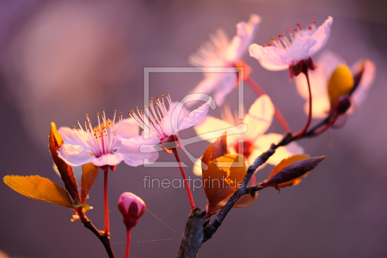 Bild-Nr.: 12118741 Obstbaumblüte erstellt von Ostfriese