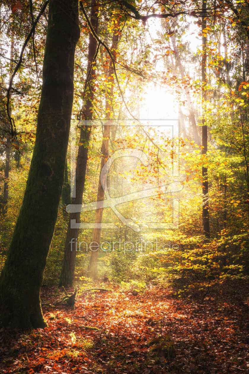 Bild-Nr.: 12121232 Leuchtender Herbst im Wald erstellt von luxpediation