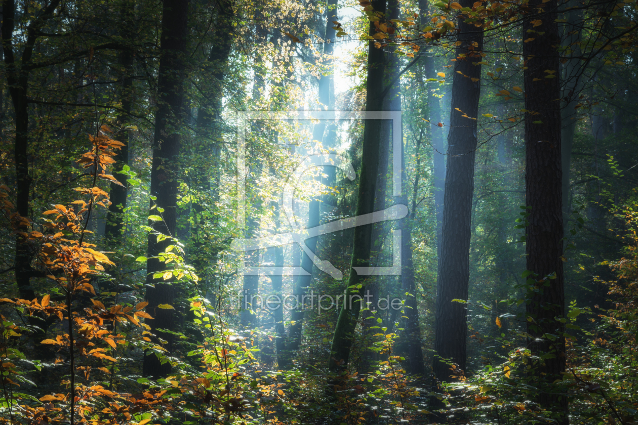 Bild-Nr.: 12126980 Wald im Morgenlicht erstellt von luxpediation