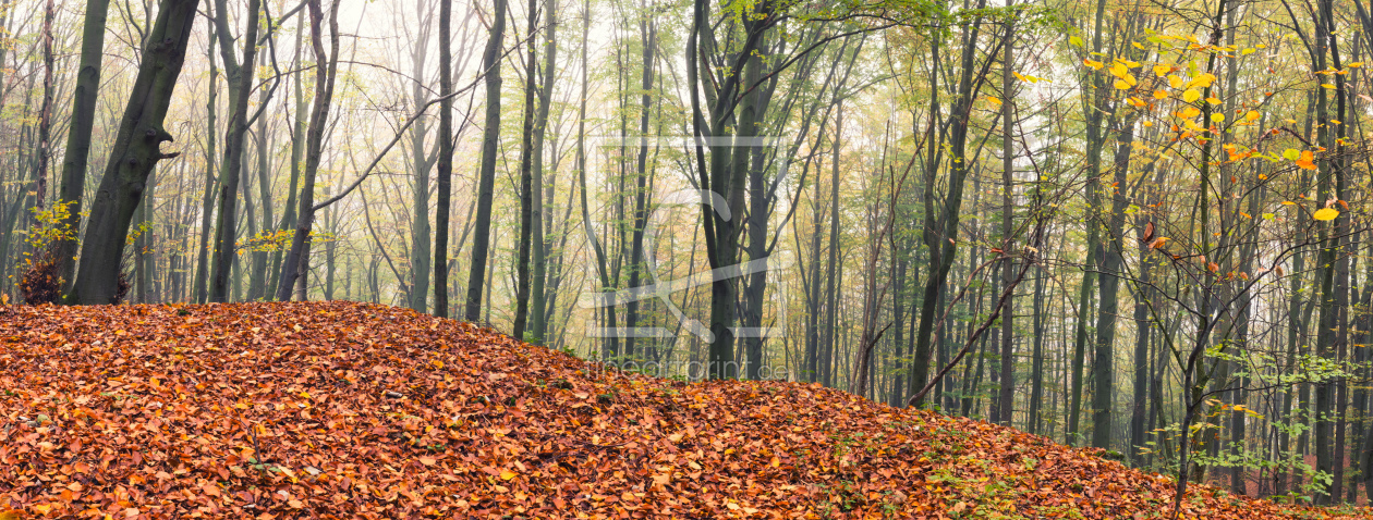 Bild-Nr.: 12127045 Herbstlicher Wald im Panorama erstellt von luxpediation
