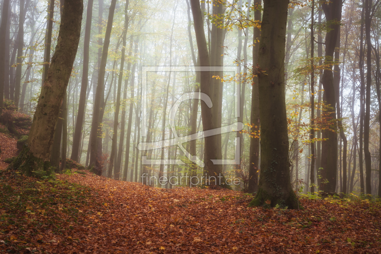 Bild-Nr.: 12128743 Herbstwald im Nebel erstellt von luxpediation