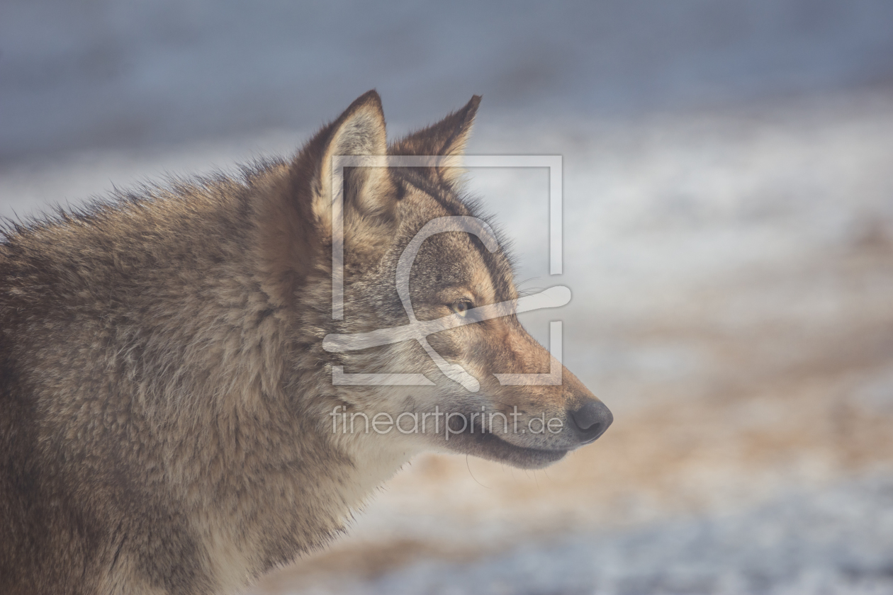 Bild-Nr.: 12128745 Wolf Portrait im Winter erstellt von luxpediation