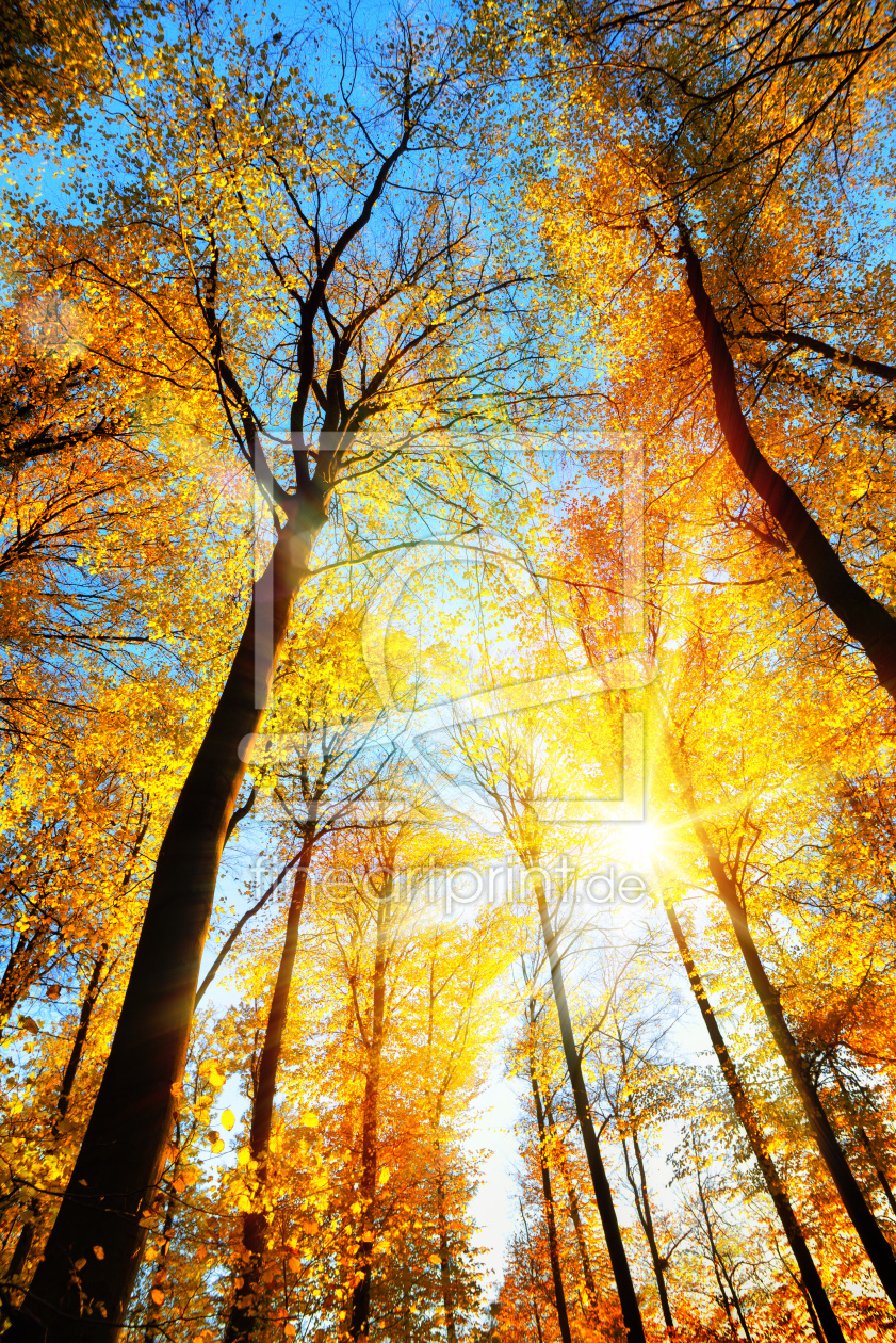 Bild-Nr.: 12128804 Sonnenbeschienene gelben Baumwipfel im Herbstwald erstellt von Smileus