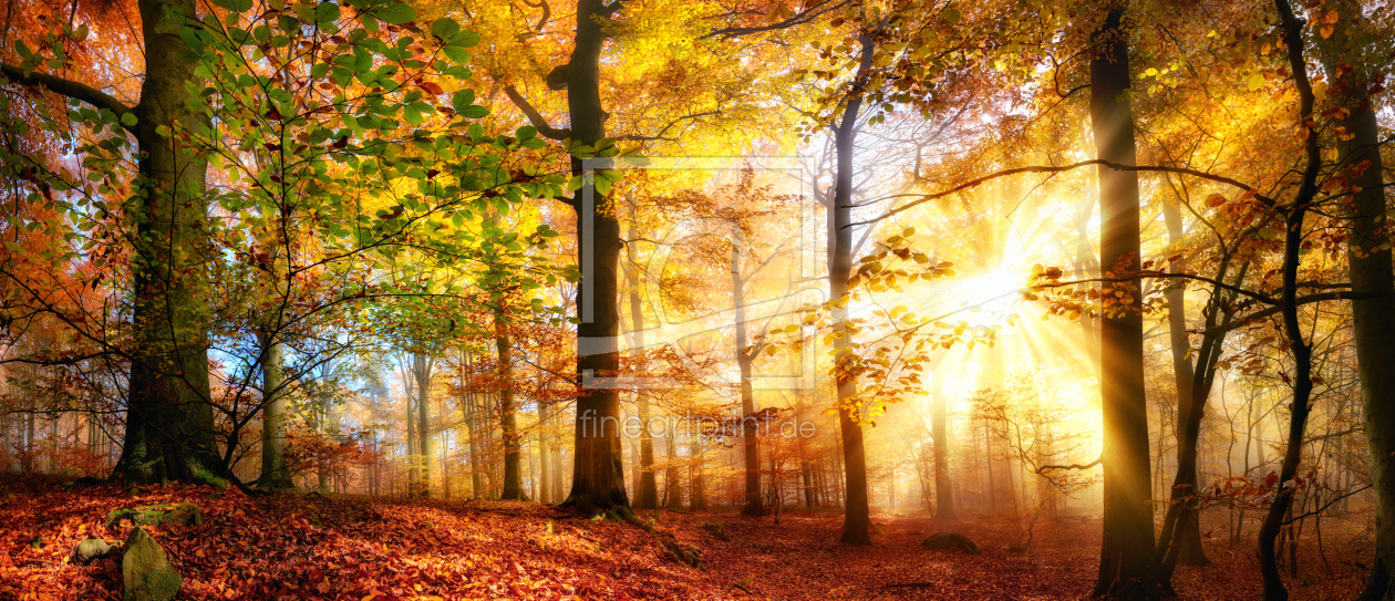 Bild-Nr.: 12128805 Sonne scheint im bunten Wald im Herbst bei Nebel erstellt von Smileus