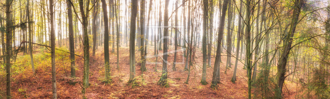 Bild-Nr.: 12130480 Wald der Buchen im Herbst erstellt von luxpediation