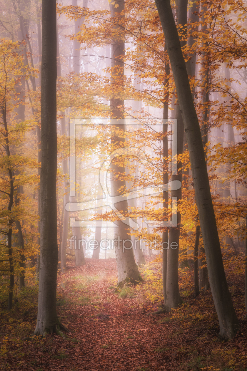 Bild-Nr.: 12133784 Herbstfarben im Wald erstellt von luxpediation