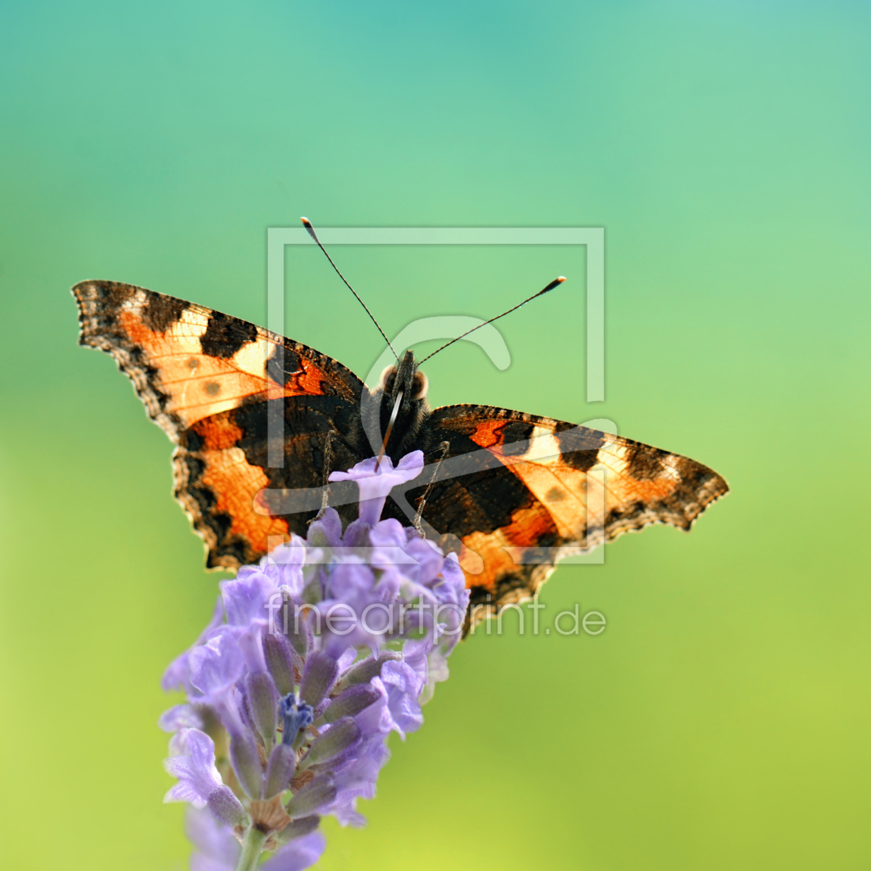 Bild-Nr.: 12134723 Schmetterling erstellt von Atteloi
