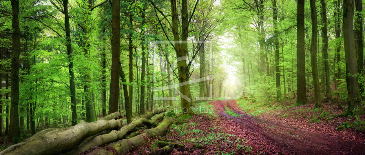 Bild-Nr.: 12145890 Forstweg im grünen Wald bei sanftem Licht erstellt von Smileus