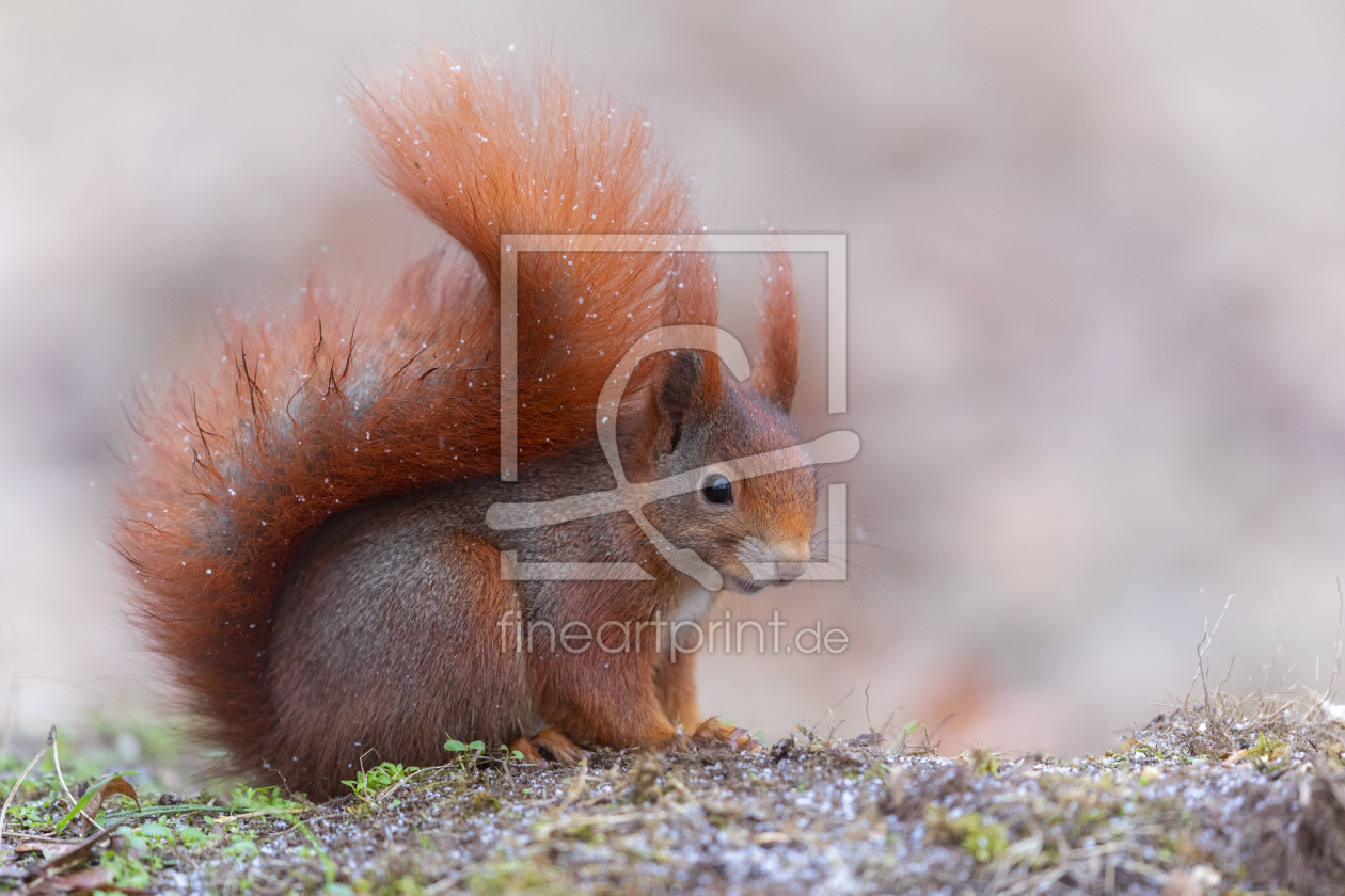 Bild-Nr.: 12159106 rotes Eichhörnchen erstellt von Daniela Beyer