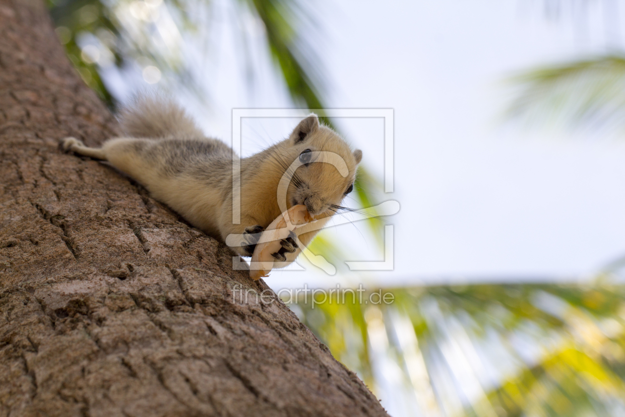 Bild-Nr.: 12161760 Fressendes Eichhörnchen auf Palme sitzend erstellt von CarinaJahn