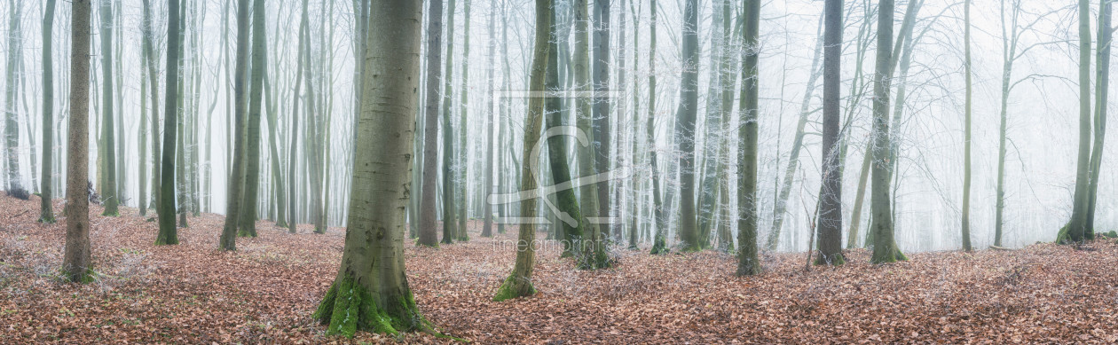 Bild-Nr.: 12170822 Wald im Frost erstellt von luxpediation